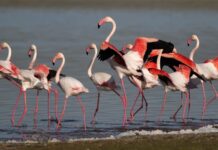 A Strange Carriage and a Police Stop