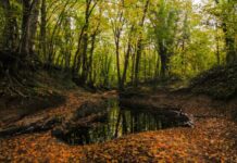 Entry Restrictions at the Golden Gate