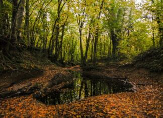 Entry Restrictions at the Golden Gate