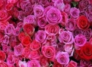 King Amasis and the Persian Threat